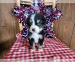 Small #9 Bernese Mountain Dog