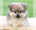 Puppy Scarlett Pomeranian