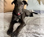 Small #18 Labrador Retriever Mix