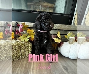 Goldendoodle mix (+ Poodle Standard) Puppy for sale in ANDERSON, SC, USA