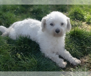 Mother of the Zuchon puppies born on 06/05/2026