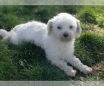 Small Photo #1 Zuchon Puppy For Sale in FAIRBANK, IA, USA