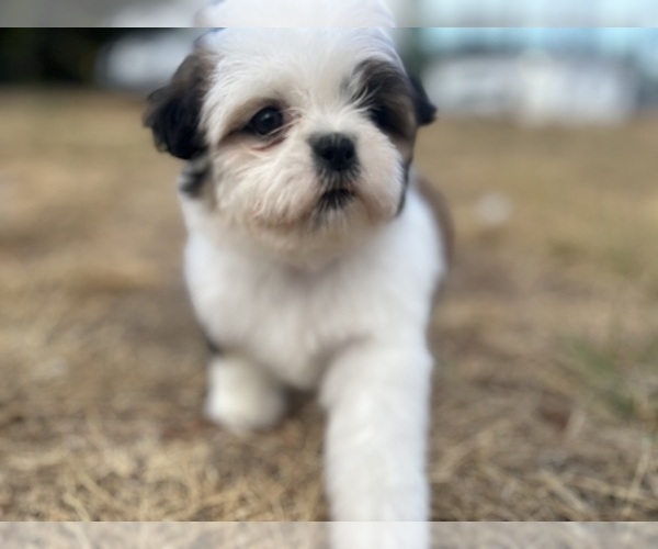 Medium Photo #14 Shih Tzu Puppy For Sale in VENETA, OR, USA