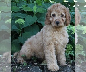 Goldendoodle Puppy for sale in FREDERICKSBURG, OH, USA
