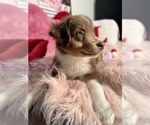 Small Photo #42 Australian Shepherd Puppy For Sale in NEW BRAUNFELS, TX, USA