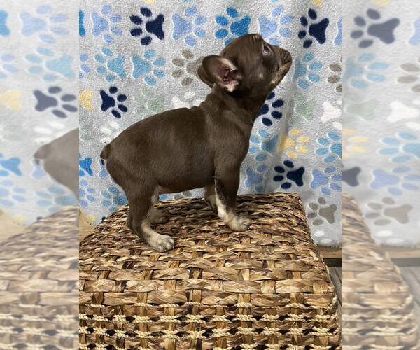 Medium Photo #3 French Bulldog Puppy For Sale in GREENVILLE, TX, USA