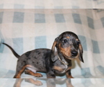 Small #12 Dachshund