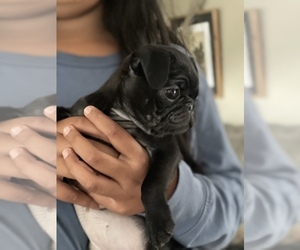 Pug Puppy for sale in MARTINSBURG, WV, USA
