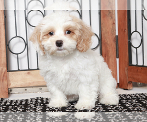 ShihPoo Puppy for sale in NAPLES, FL, USA