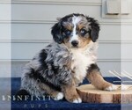 Small #2 Bernedoodle (Miniature)