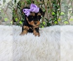 Violet - Female Yorkshire Terrier Puppy for Sale - Photo #3