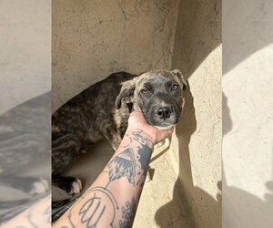 Catahoula Leopard Dog-Unknown Mix Dogs for adoption in Oklahoma City, OK, USA