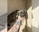 Small Catahoula Leopard Dog Mix