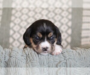 Boxer-Cavalier King Charles Spaniel Mix Puppy for Sale in FLORENCE, Missouri USA