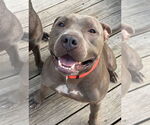Small #6 American Pit Bull Terrier