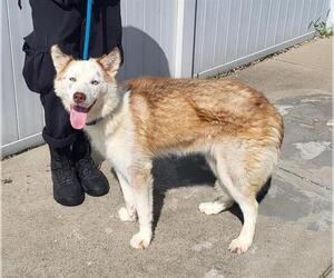 Siberian Husky Dogs for adoption in Louisville, KY, USA