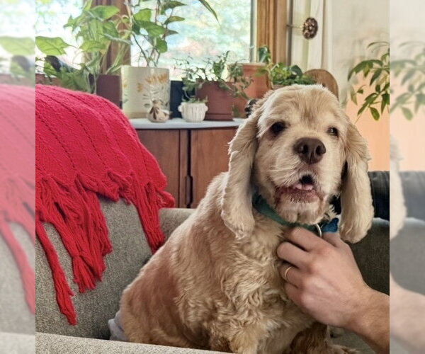 Medium Photo #2 Cocker Spaniel Puppy For Sale in Fargo, ND, USA