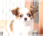 Small #2 Chihuahua