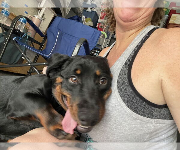 Medium Photo #7 Dachshund-Rottweiler Mix Puppy For Sale in Orlando, FL, USA