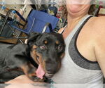 Small Photo #7 Dachshund-Rottweiler Mix Puppy For Sale in Orlando, FL, USA