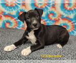 Small #5 Labrador Retriever Mix