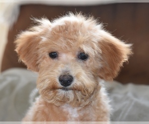 Goldendoodle Puppy for sale in WEST SALEM, OH, USA