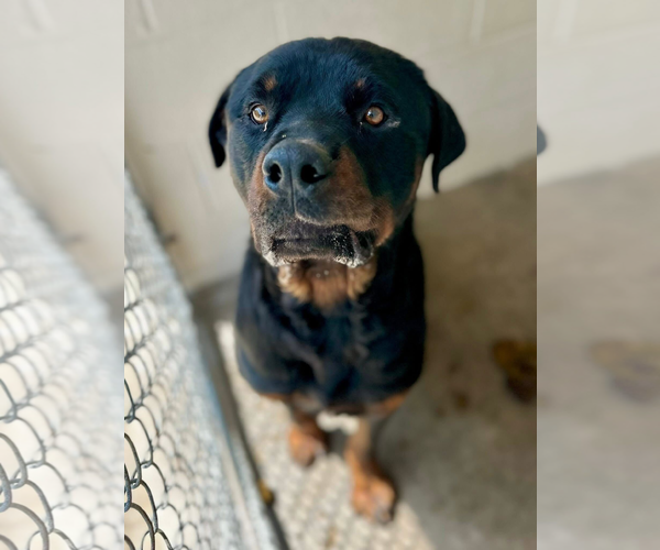 Medium Photo #2 Rottweiler Puppy For Sale in Hillsboro, NH, USA
