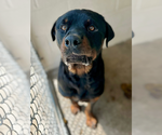 Small #1 Rottweiler