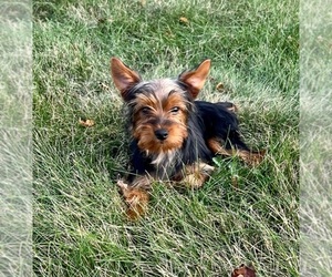 Yorkshire Terrier Puppy for sale in ROCK VALLEY, IA, USA