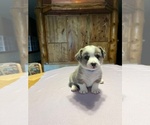 Puppy Blue Cardigan Welsh Corgi