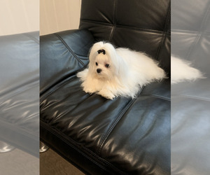 Father of the Maltese puppies born on 11/25/2025