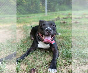 American Pit Bull Terrier Dogs for adoption in Alexandria, VA, USA