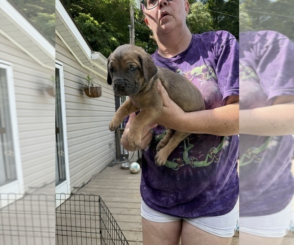 Medium Photo #1 Cane Corso Puppy For Sale in NEW TAZEWELL, TN, USA