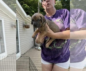 Cane Corso Puppy for sale in NEW TAZEWELL, TN, USA