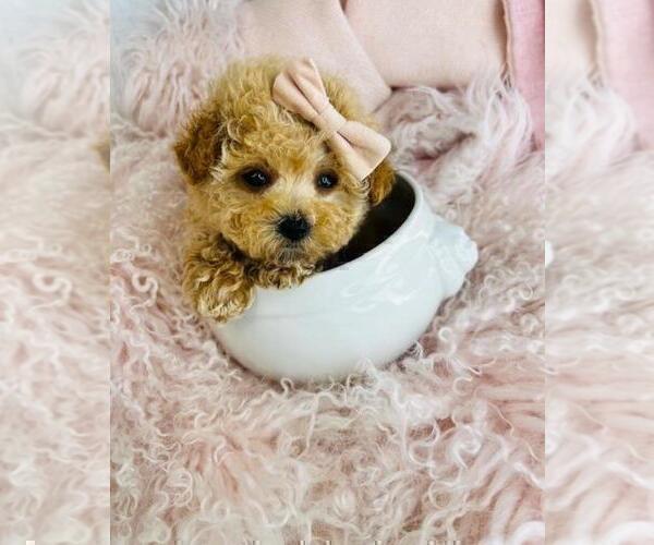 Medium Photo #1 Poodle (Toy) Puppy For Sale in PEMBROKE PINES, FL, USA