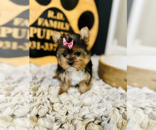 Medium Photo #6 Yorkshire Terrier Puppy For Sale in CROSSVILLE, TN, USA