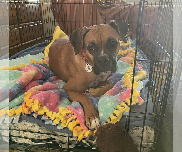 Medium Photo #4 Boxer Puppy For Sale in Stanwood, WA, USA