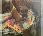 Small #3 Boxer