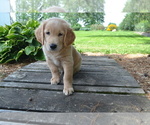 Puppy Ranger Golden Retriever
