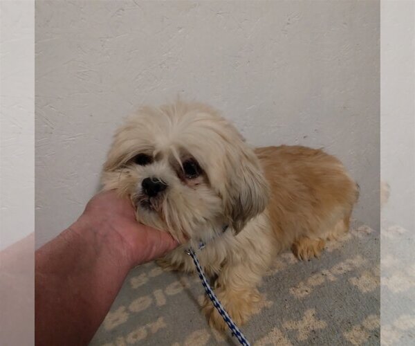 Medium Photo #1 Shih Tzu Puppy For Sale in Bonifay, MO, USA