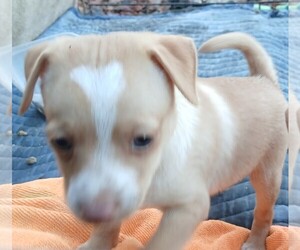 Chihuahua Puppy for sale in STOCKTON, CA, USA