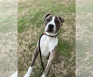 Mutt Dogs for adoption in Evansville, IN, USA