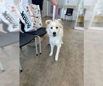 Small #2 Great Pyrenees Mix