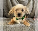 Small Morkie