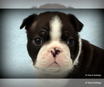Small Photo #2 Boston Terrier Puppy For Sale in WINNSBORO, TX, USA