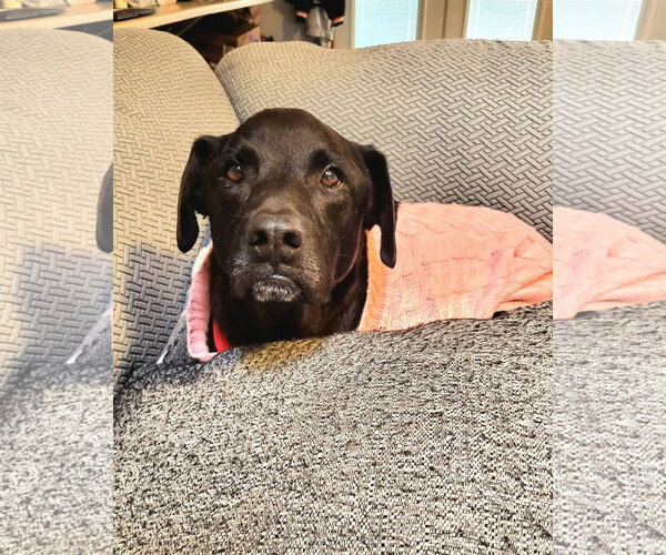 Medium Photo #13 Labrador Retriever-Unknown Mix Puppy For Sale in Germantown, OH, USA