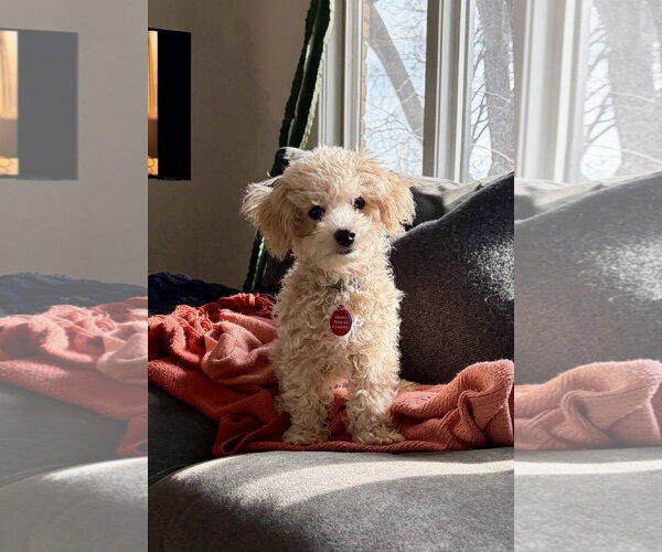Medium Photo #3 Poochon Puppy For Sale in St. Louis Park, MN, USA