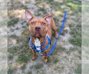 American Pit Bull Terrier Dogs for adoption in Boston, MA, USA