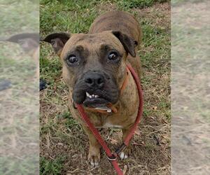 American Staffordshire Terrier Dogs for adoption in Fort Lauderdale, FL, USA