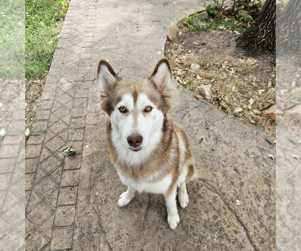 Medium Photo #2 Siberian Husky Puppy For Sale in Carrollton, TX, USA